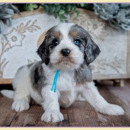 Nate - Merle male Cockapoo puppy in Connersville, Indiana from Deaz Doodle Ranch