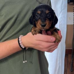 Winston - Black and tan male Dachshund puppy in Milroy, Pennsylvania from Not Your Average Weiner