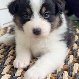 Sailor - Black tri-color female Australian Shepherd puppy in Kearney, Nebraska from Helix Aussies