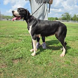 Great Dane puppies from Southern Barron Danes & Dachshunds