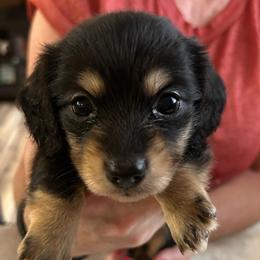 Will-2 - Black and cream male Dachshund puppy in Nashville, Georgia from Riverside Dachshund
