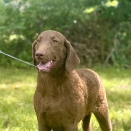 Chesapeake Bay Retriever puppies from Monarch Chesapeakes