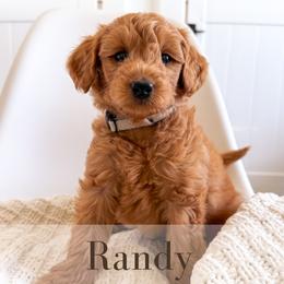 Randy - Red  male Goldendoodle puppy in Melba, Idaho from KZ Doodles