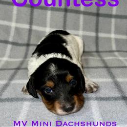 Countess - Piebald female Dachshund puppy in Carlsbad, Texas from MV Mini Dachshunds