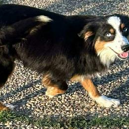 Chochi - Miniature Australian Shepherd