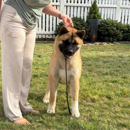 Caladesi - Red, black overlay female Akita puppy in Bradington, Florida from Sundara Akitas