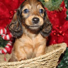 Dachshund Puppies from Piney Woods Miniature Dachshunds LLC
