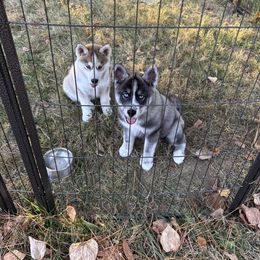 Siberian Husky Puppies from WILLIAM HUNDLEY
