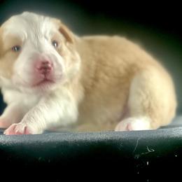Gold Boy 2 - White and gold male Border Collie puppy in Powell Butte, Oregon from Cascades Border Collies