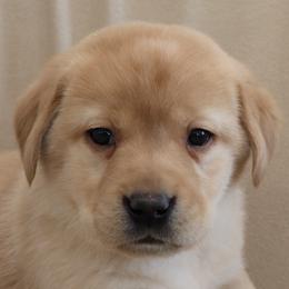 Flurry - Yellow female Labrador Retriever puppy in Camden, Indiana from Camden's Caring Canines