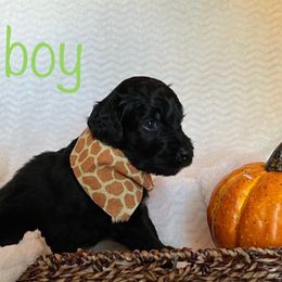 Goldendoodle Puppies from Jaymie's Doodles