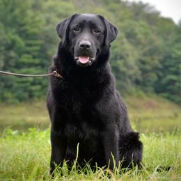 Cricket - Black female Labrador Retriever puppy in Viroqua, Wisconsin from Riverine Retrievers