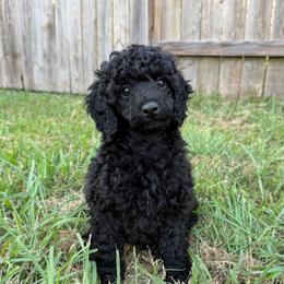 AKC Raven - Yellow - Black female Poodle puppy in Baytown, Texas from Charlotte & Co. Miniature Poodles