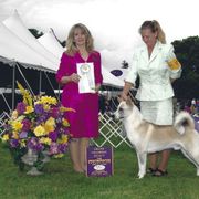 Canaan Dog All Grown Up from River Rock