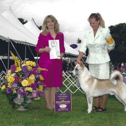 Canaan Dog All Grown Up from River Rock