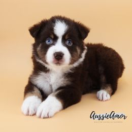 Red Tri Male 1 brown eye - 1 Blue eye AKC - Red tri male Miniature Australian Shepherd puppy in Pinehurst, Texas from Aussie Amor