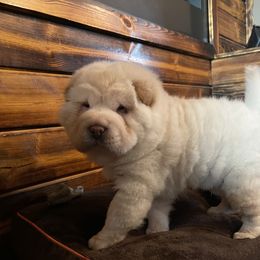 Chinese Shar-Pei Puppies from SNK Shar-Pei