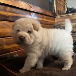 Chinese Shar-Pei Puppies from SNK Shar-Pei