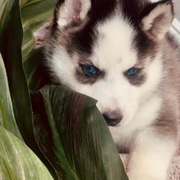 Nova - Black and white female Siberian Husky puppy in Atlanta, Georgia from Lobban Huskies