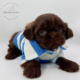 Franck - Chocolate male Shih Tzu puppy in League City, Texas from Divine Pups