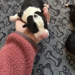 Boy 4 - Black and tan male Pembroke Welsh Corgi puppy in Washington from KB Corgis