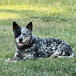 Silver Belle - Blue mottled female Australian Cattle Dog puppy in Irvington, Kentucky from Dry Valley’s Australian Cattle Dogs