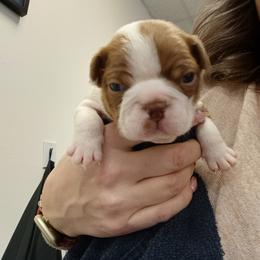 Boston Terrier and French Bulldog Puppies from Reds Studio