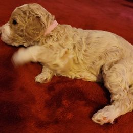 Girl 1 - Goldendoodle puppy in Odell, Nebraska from Kat and Kadoodles