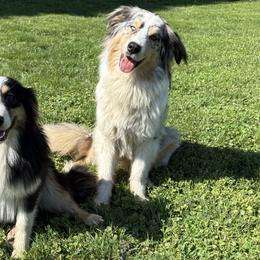 Australian Shepherd puppies from Bearfoot Aussies and Tollers
