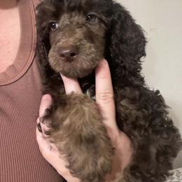 Marlee's Baron of Hassayampa - Brown male Poodle puppy in Wittmann, Arizona from Marlees Puppies 1