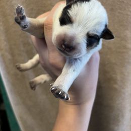 Fire - Blue female Australian Cattle Dog puppy in Ellensburg, Washington from Boondock Bandits