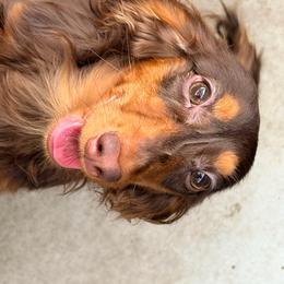 Vessel - Dachshund