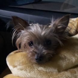 Yorkshire Terriers from Alyson Woodruff