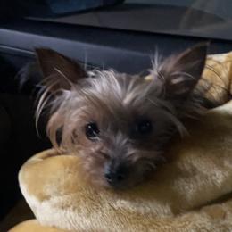 Yorkshire Terriers from Alyson Woodruff