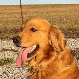 Channing - Golden Retriever