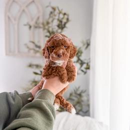 Hyssop - Red  female Goldendoodle puppy in Greencastle, Indiana from Willow & Co.