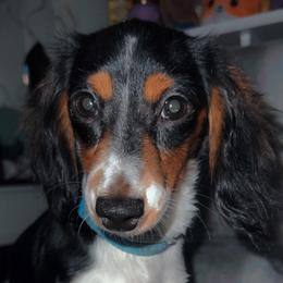 Coconut - Dachshund