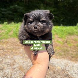 Black and tan boy 2800 - Black and tan male Pomeranian puppy in Kentucky from Em&M Pomeranians
