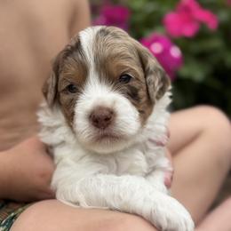 Kai - Brown male Cavapoo puppy in Floyd, Virginia from Hearts and Paws Poodles and Doodles