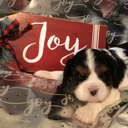 Cavalier King Charles Spaniel All Grown Up from Cutie Pie Cavaliers