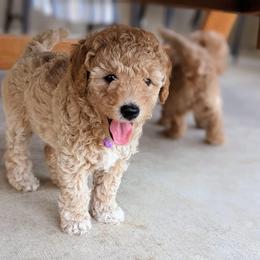 Double Doodle and Goldendoodle Puppies from Big Red Paw Doodles