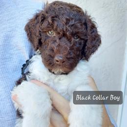 Goldendoodle and Poodle Puppies from Golden State Good Dogs