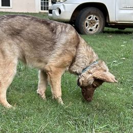 Ashina - German Shepherd