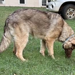 Ashina - German Shepherd