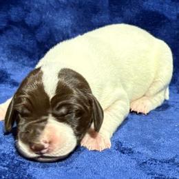 Male 2 - White and liver male German Shorthaired Pointer puppy in Equinunk, Pennsylvania from AHHA Kennels