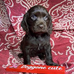 Sprig - Chocolate female Boykin Spaniel puppy in Van Buren, Arkansas from Arklahoma Boykins
