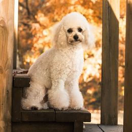 Goldendoodles from Ouachita Gold Diggers