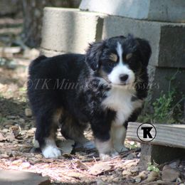 Australian Shepherd, Miniature Australian Shepherd, and Toy Australian Shepherd Puppies from TK Standard, Mini, & Toy Aussies