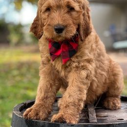 Bernedoodle and Goldendoodle Puppies from K+C Doodles