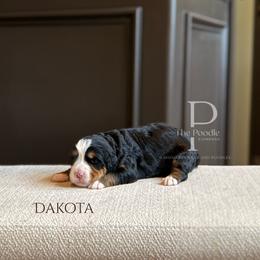 Dakota - Tri-color male Bernedoodle puppy in Tulsa, Oklahoma from The Poodle Co. Raising Doodles & Poodles
